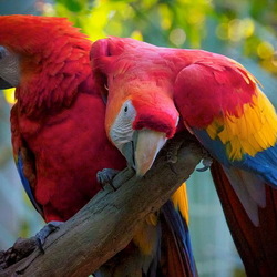 Jigsaw puzzle: Parrots