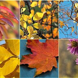 Jigsaw puzzle: Autumn motives