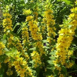 Jigsaw puzzle: Loosestrife blooms