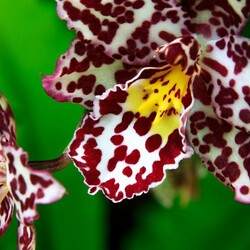 Jigsaw puzzle: Tiger oncidium. Orchid