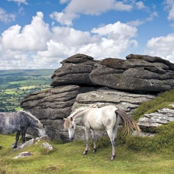 Jigsaw puzzle: Horses in Dartmoor National Park