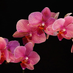 Jigsaw puzzle: Orchid