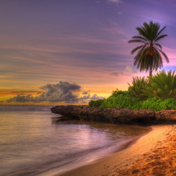 Jigsaw puzzle: Palm trees on the island