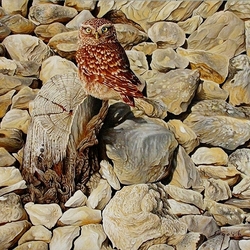 Jigsaw puzzle: Stones, owl and dry tree stump