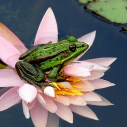Jigsaw puzzle: Frog on lily