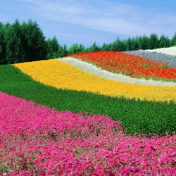 Jigsaw puzzle: The colorful fields of the Tomita farm
