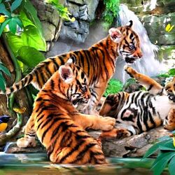 Jigsaw puzzle: Little tiger cubs