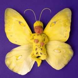 Jigsaw puzzle: Baby butterfly