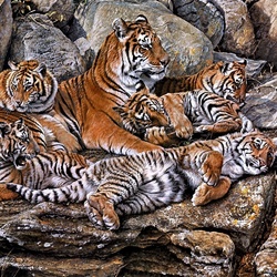 Jigsaw puzzle: Tigress with cubs