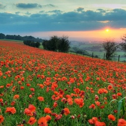 Jigsaw puzzle: Sunset over the poppy field