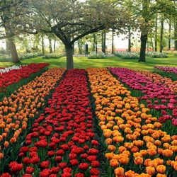 Jigsaw puzzle: Colorful tulips