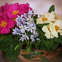 Jigsaw puzzle: Primroses and hyacinths in a basket
