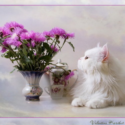 Jigsaw puzzle: Cat and chrysanthemums
