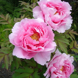 Jigsaw puzzle: Tree peony