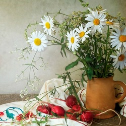 Jigsaw puzzle: White daisy bloomed in the garden!
