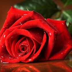 Jigsaw puzzle: Red rose