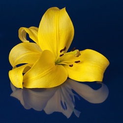 Jigsaw puzzle: Lovely lily flower