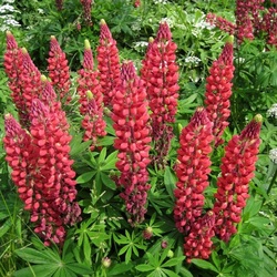Jigsaw puzzle: Bright lupins