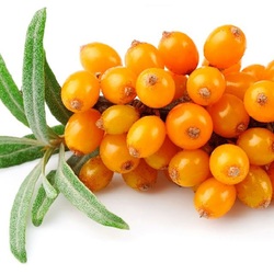 Jigsaw puzzle: Sea buckthorn