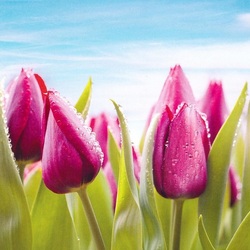 Jigsaw puzzle: Tulips in dew drops