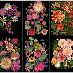 Jigsaw puzzle: Dahlia collage with zinnias