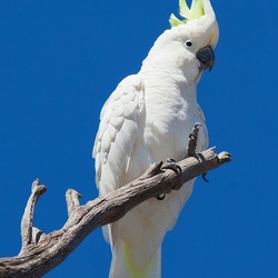 Jigsaw puzzle: Cockatoo