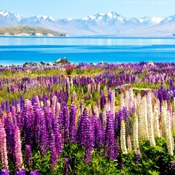 Jigsaw puzzle: Lupines bloom