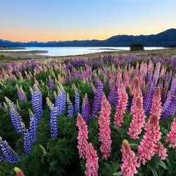 Jigsaw puzzle: Blooming lupins