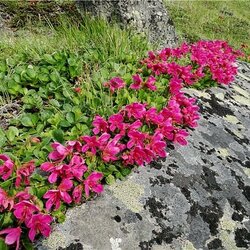 Jigsaw puzzle: Flora of Kamchatka