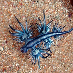 Jigsaw puzzle: Nudibranch Glaucus
