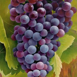 Jigsaw puzzle: Bunch of grapes