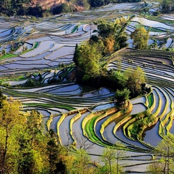 Jigsaw puzzle: Honghe Hani Rice Terraces
