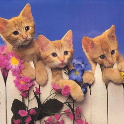Jigsaw puzzle: Kittens on the fence