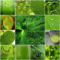 Jigsaw puzzle: Dew on foliage