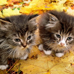 Jigsaw puzzle: Autumn kittens