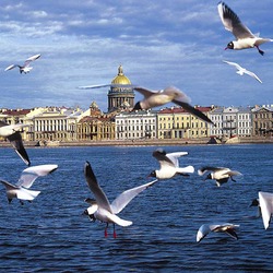 Jigsaw puzzle: Seagulls over the Neva