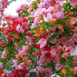 Jigsaw puzzle: Bougainvillea riot