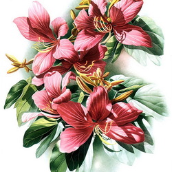 Jigsaw puzzle: Bauhinia. Orchid tree