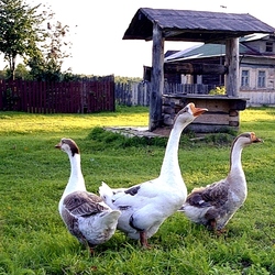Jigsaw puzzle: Geese