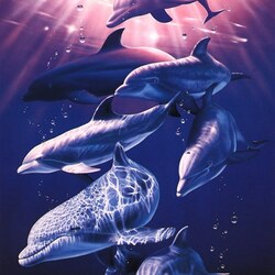 Jigsaw puzzle: Kind dolphins