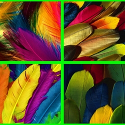 Jigsaw puzzle: Feathers