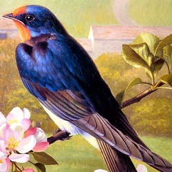 Jigsaw puzzle: Spring and swallow