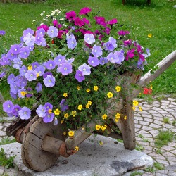 Jigsaw puzzle: Flowerbed - wheelbarrow