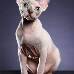 Jigsaw puzzle: Cat of breed Canadian Sphynx