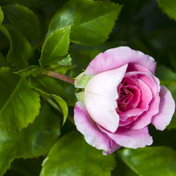 Jigsaw puzzle: Rose in the garden