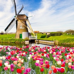 Jigsaw puzzle: The mill behind the tulip field