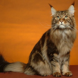 Jigsaw puzzle: Maine Coon cat