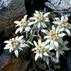 Jigsaw puzzle: Edelweiss