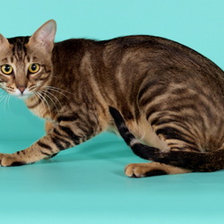 Jigsaw puzzle: Sokoke cat (Soukok)