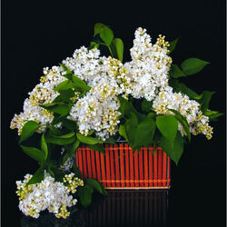 Jigsaw puzzle: White lilac